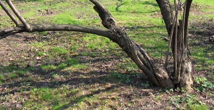 Старая сирень и что с ней делать