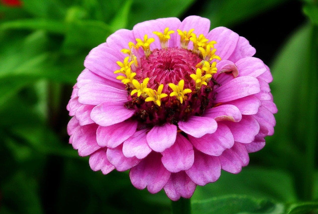 Циния (Zinnia)