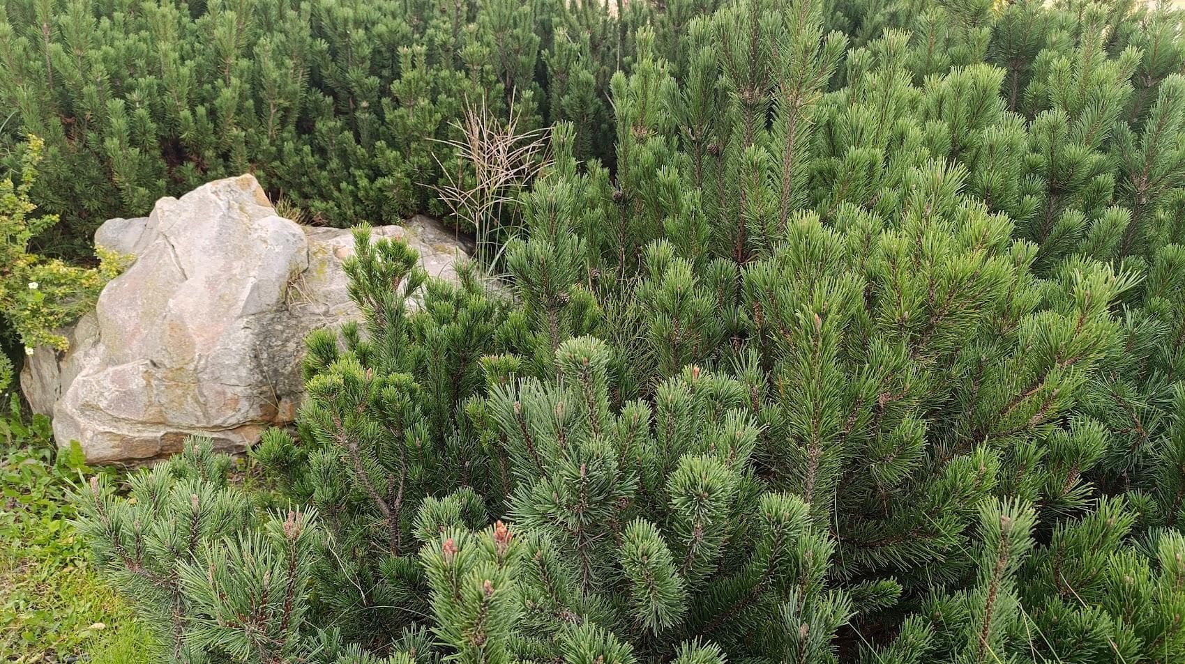 Сосна горная «Мугус» (Pinus mugo Mughus)