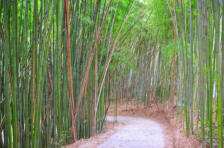 Phyllostachys bambusoides (Японский древесный бамбук)