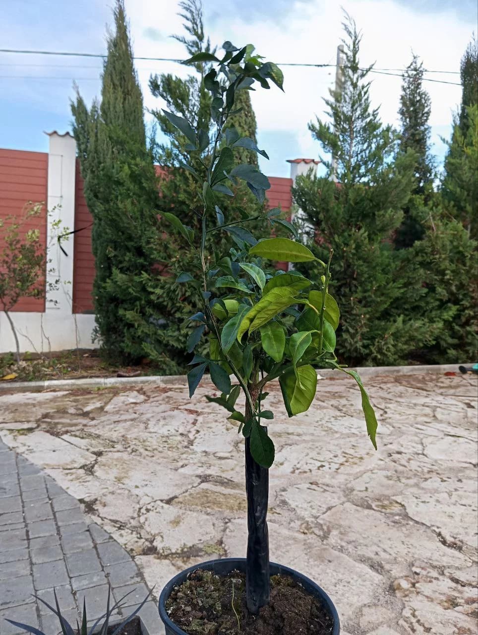 Приобрел пару апельсинов "Биццария"