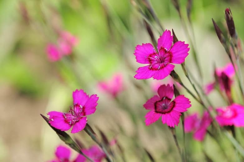 Dianthus deltoides 'Flashing Lights' (Maiden Pink)