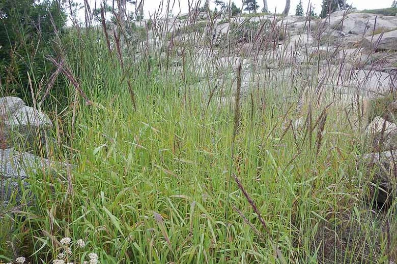 Elymus glaucus (Голубая дикая рожь)