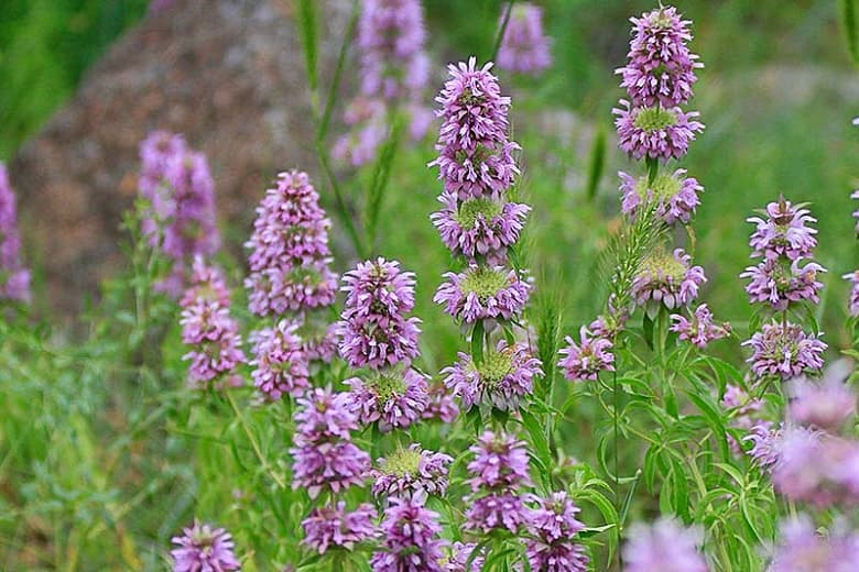 Monarda citriodora (Лимонный пчелиный бальзам)