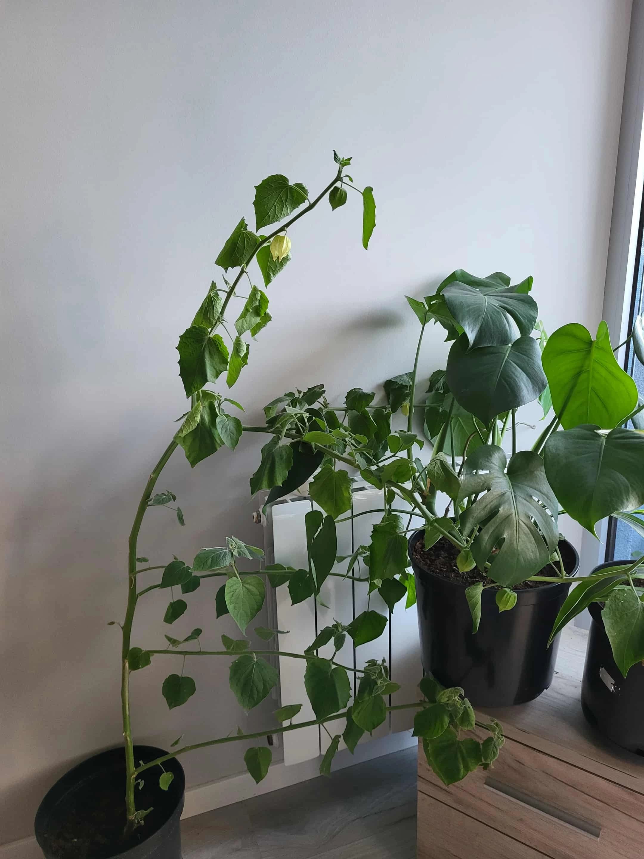 Физалис, который скучает по дому
