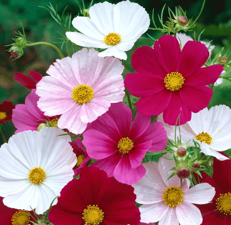 Космея дваждыперистая (Cosmos bipinnatus)
