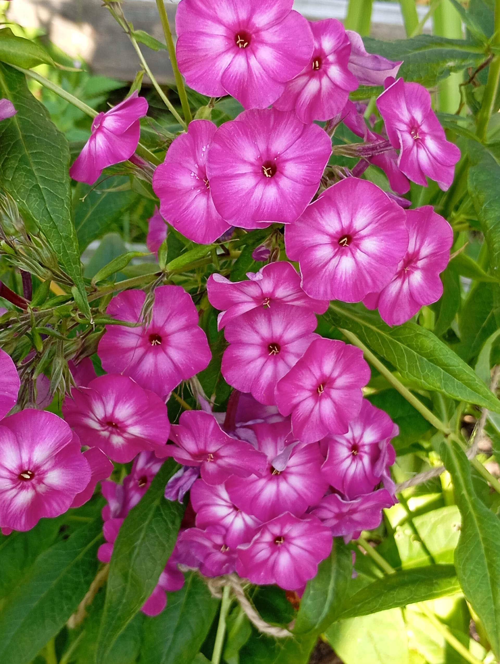 Флокс