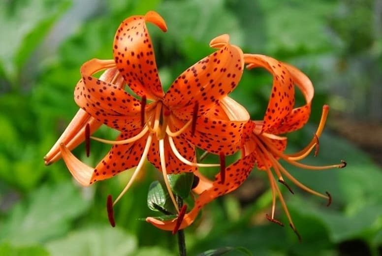 Тигровые лилии (Lilium lancifolium или Lilium tigrinum) 