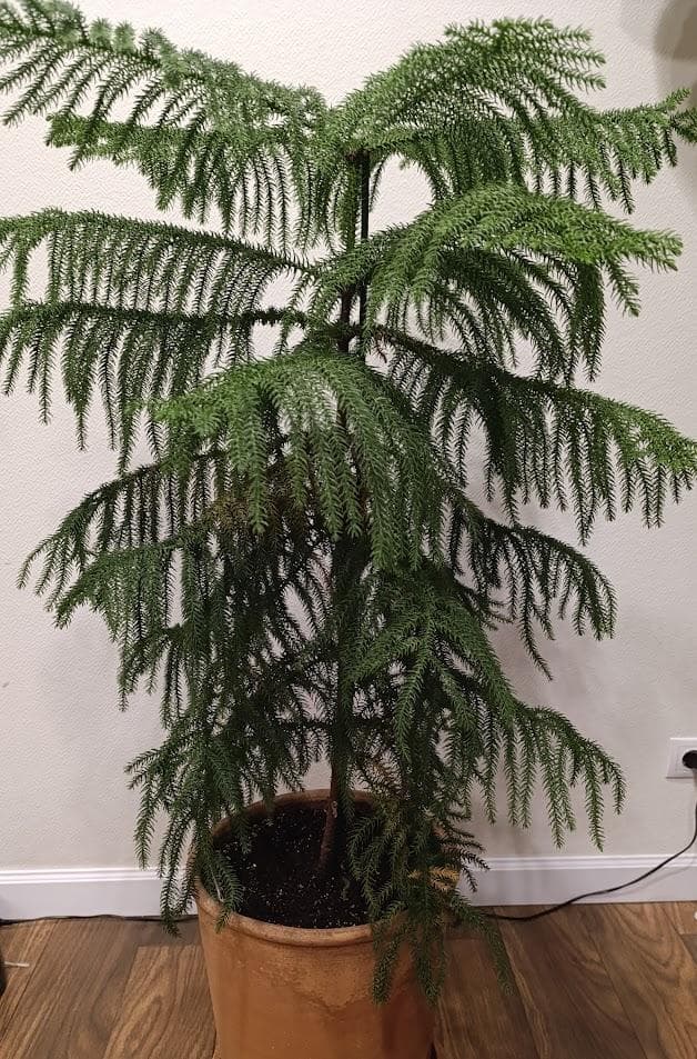 Араукария разнолистная (лат. Araucaria heterophylla)
