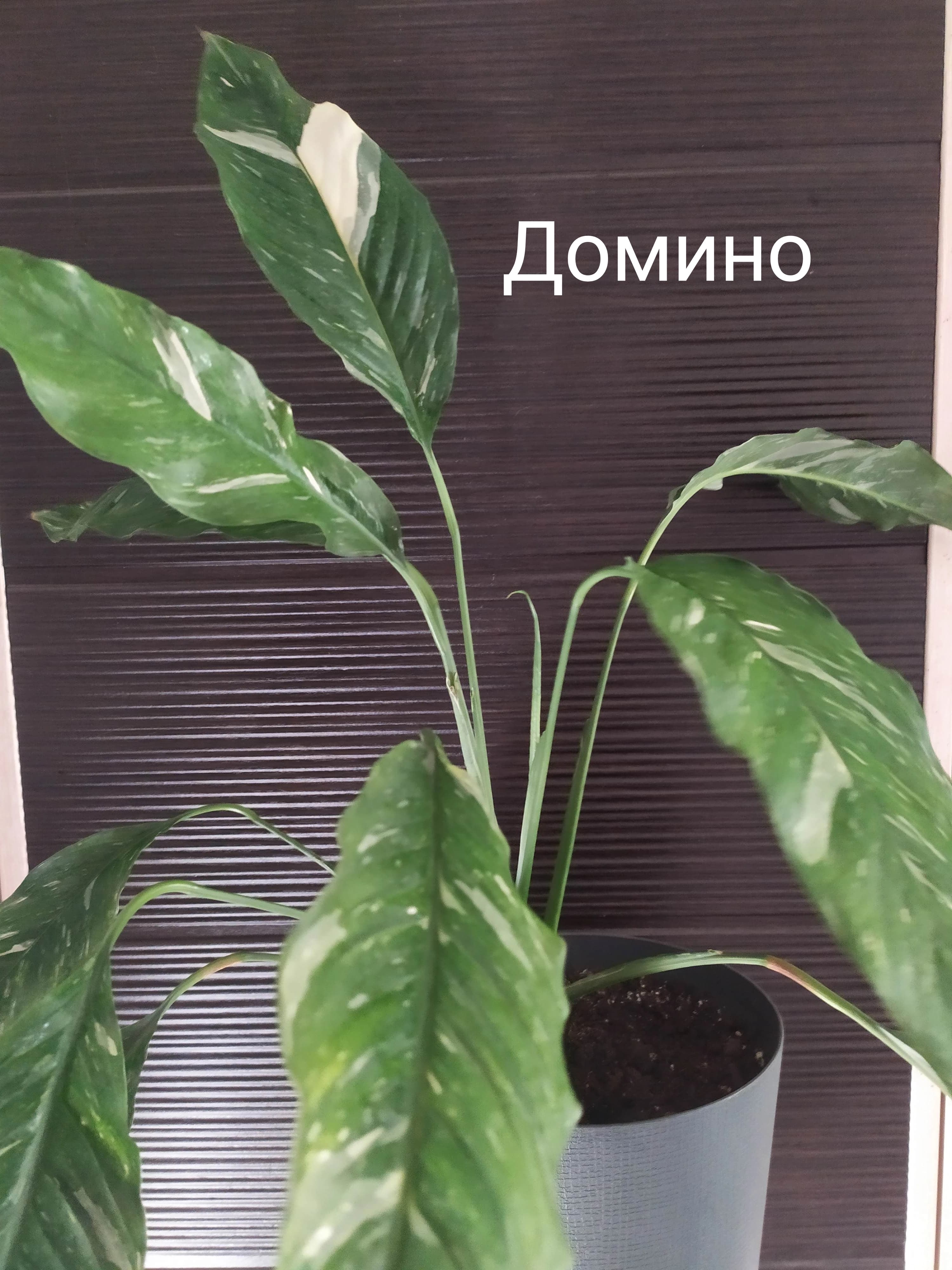 Спатифиллум - женское счастье.