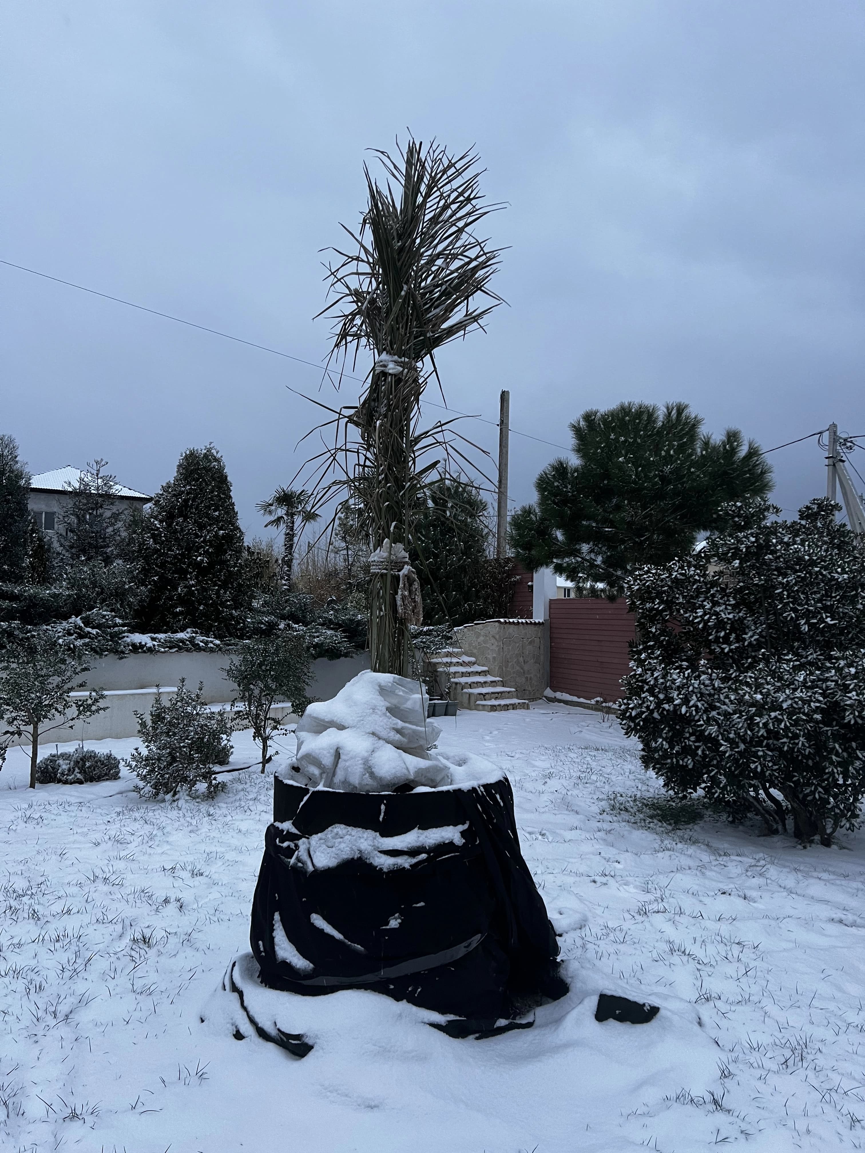 Еще несколько фотографий с зимовки субтропических растений в Севастополе