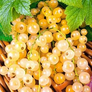 Смородина белая Уральская