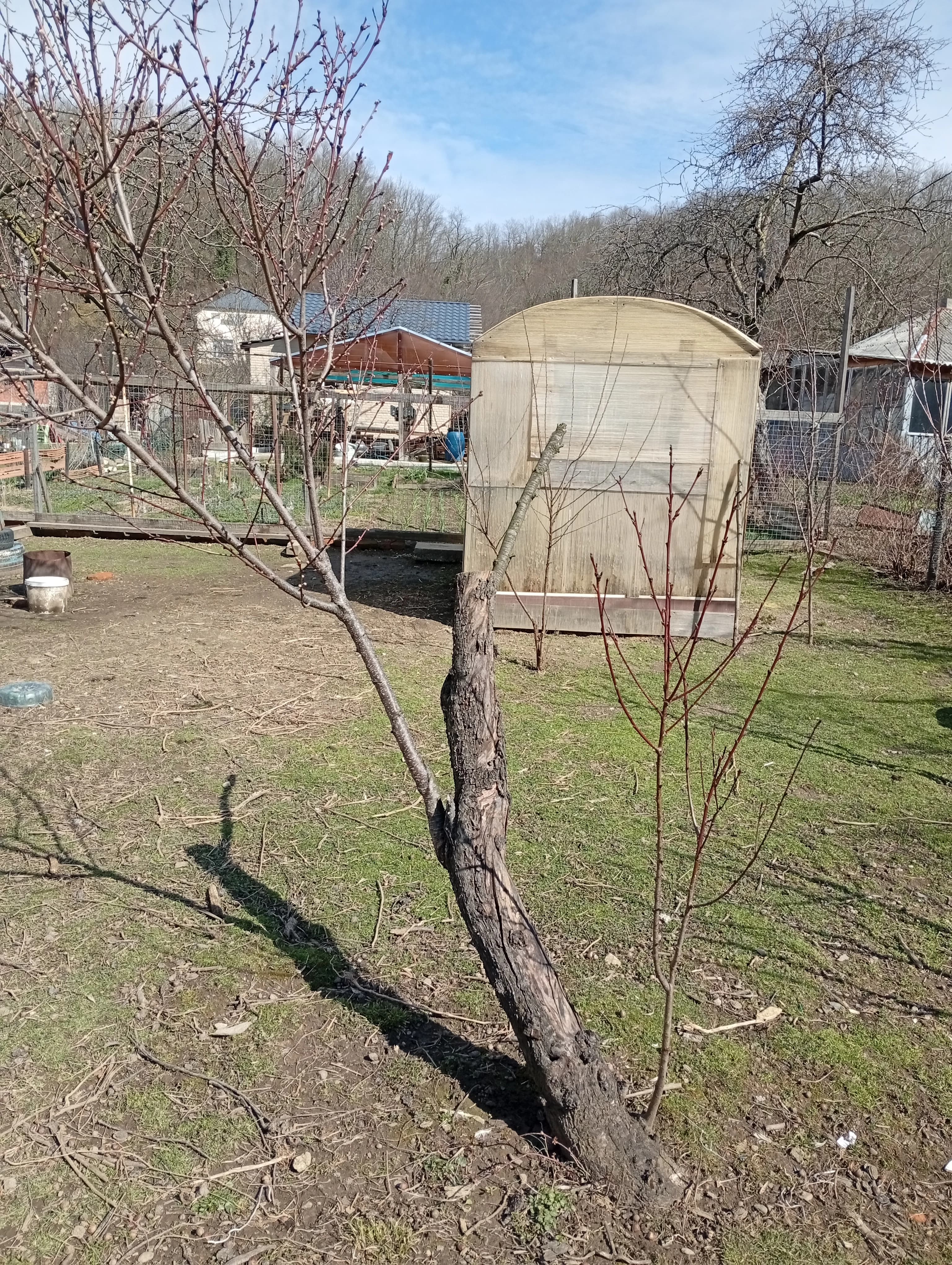 Почему дерево персика такое хрупкое и недолговечное.
