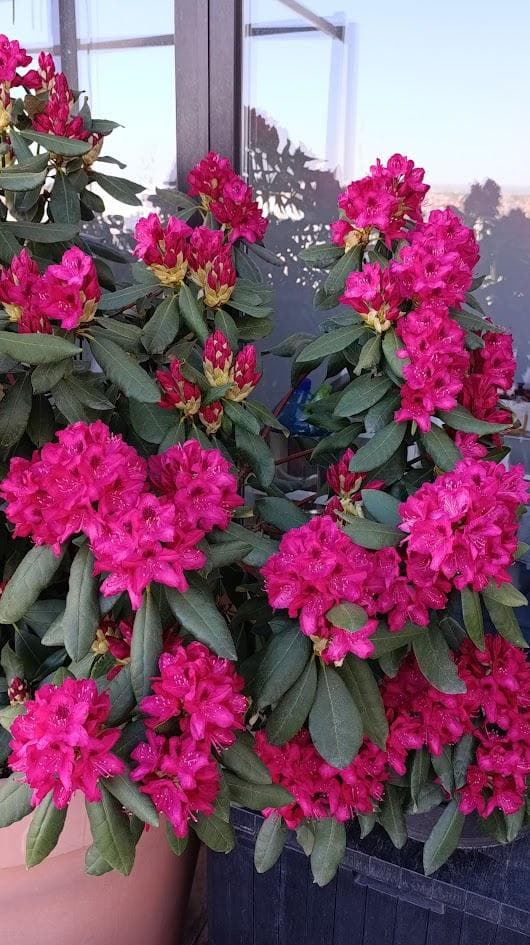 Рододендрон гибридний "Нова Зембла" (Rhododendron Nova Zembla).