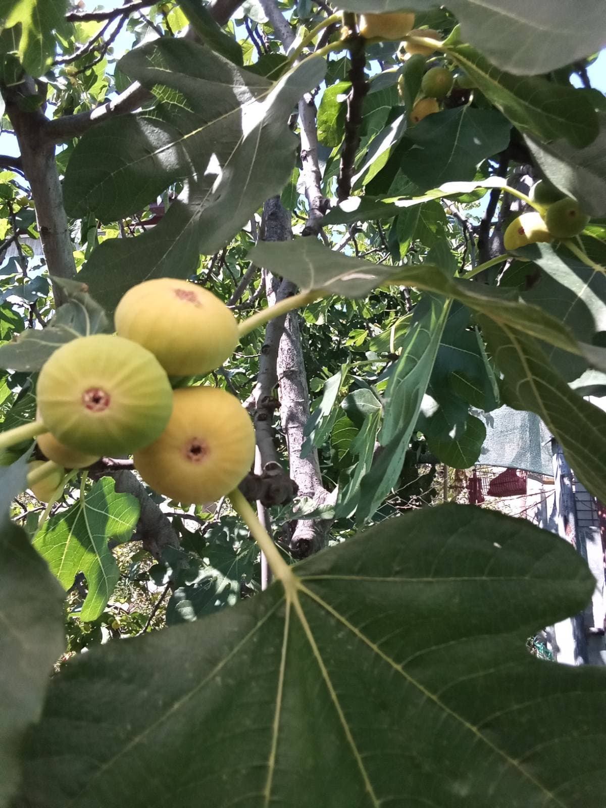 Инжир. Признаки зрелости плодов и нюансы их сбора.