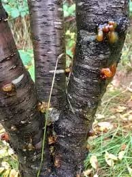 Камедетечение  — что это значит и как помочь дереву