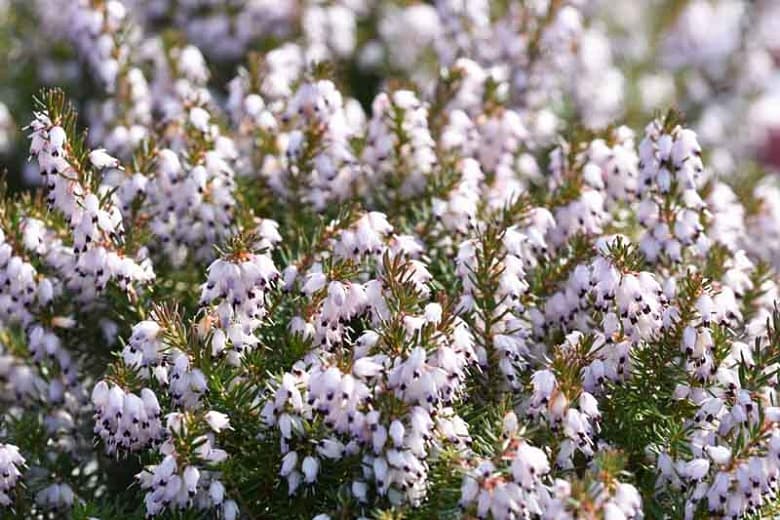 Erica x darleyensis 'Margaret Porter' (Зимняя пустошь)