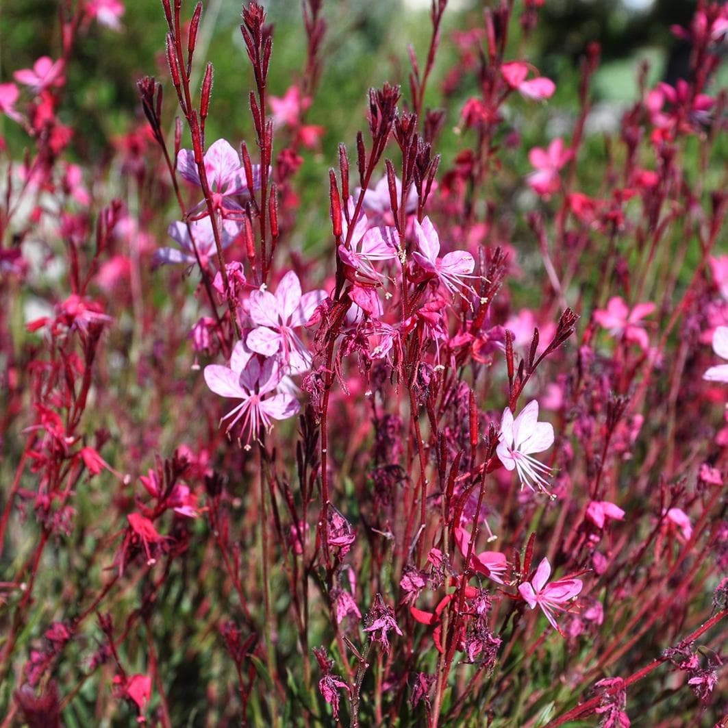 Гаура Siskiyou Pink
