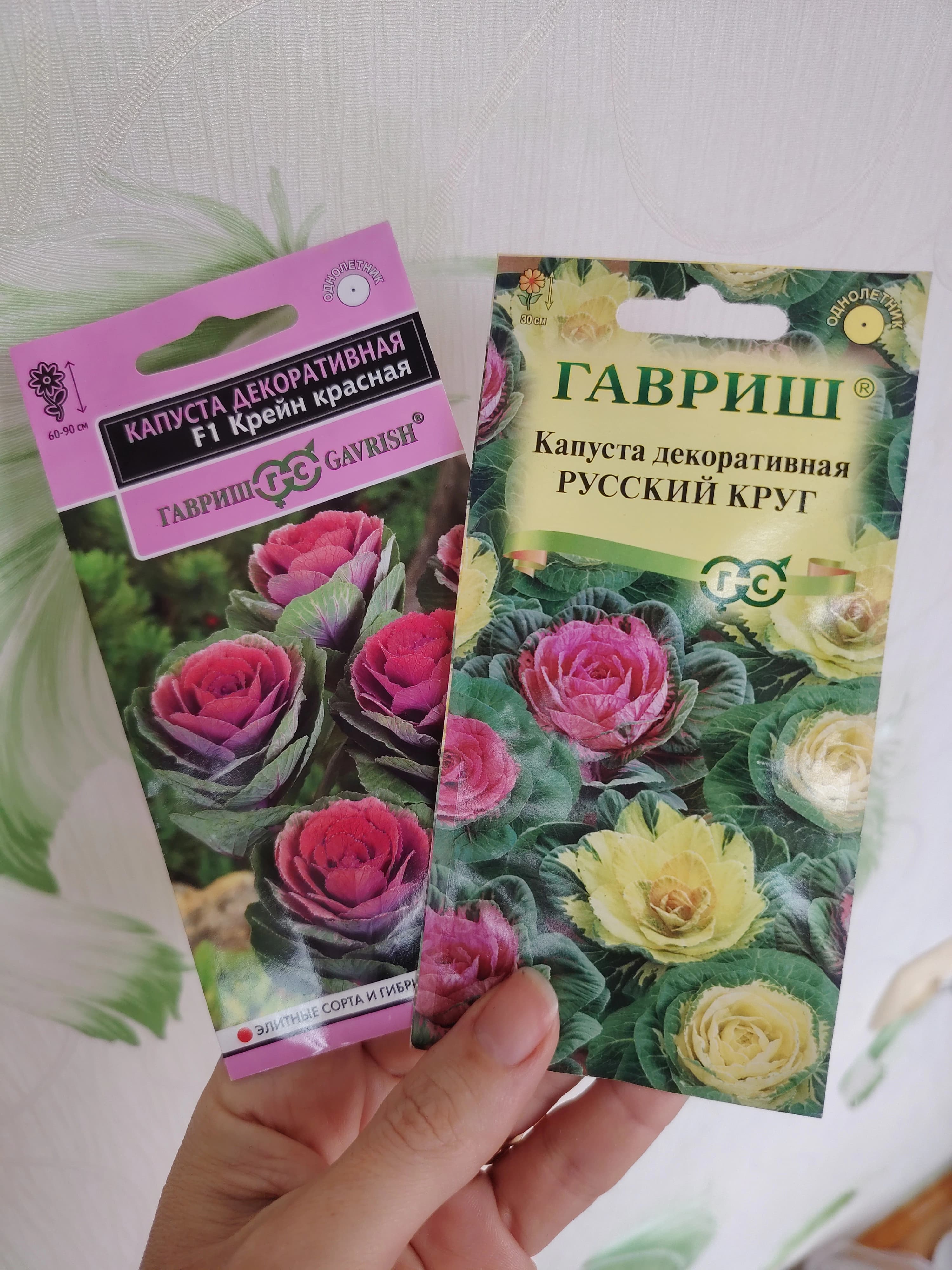 Немного запоздалый посев и первые всходы декоративной капусты.