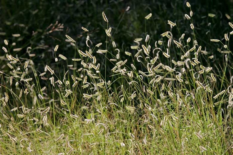 Boteloua hirsuta (Волосатая грама)