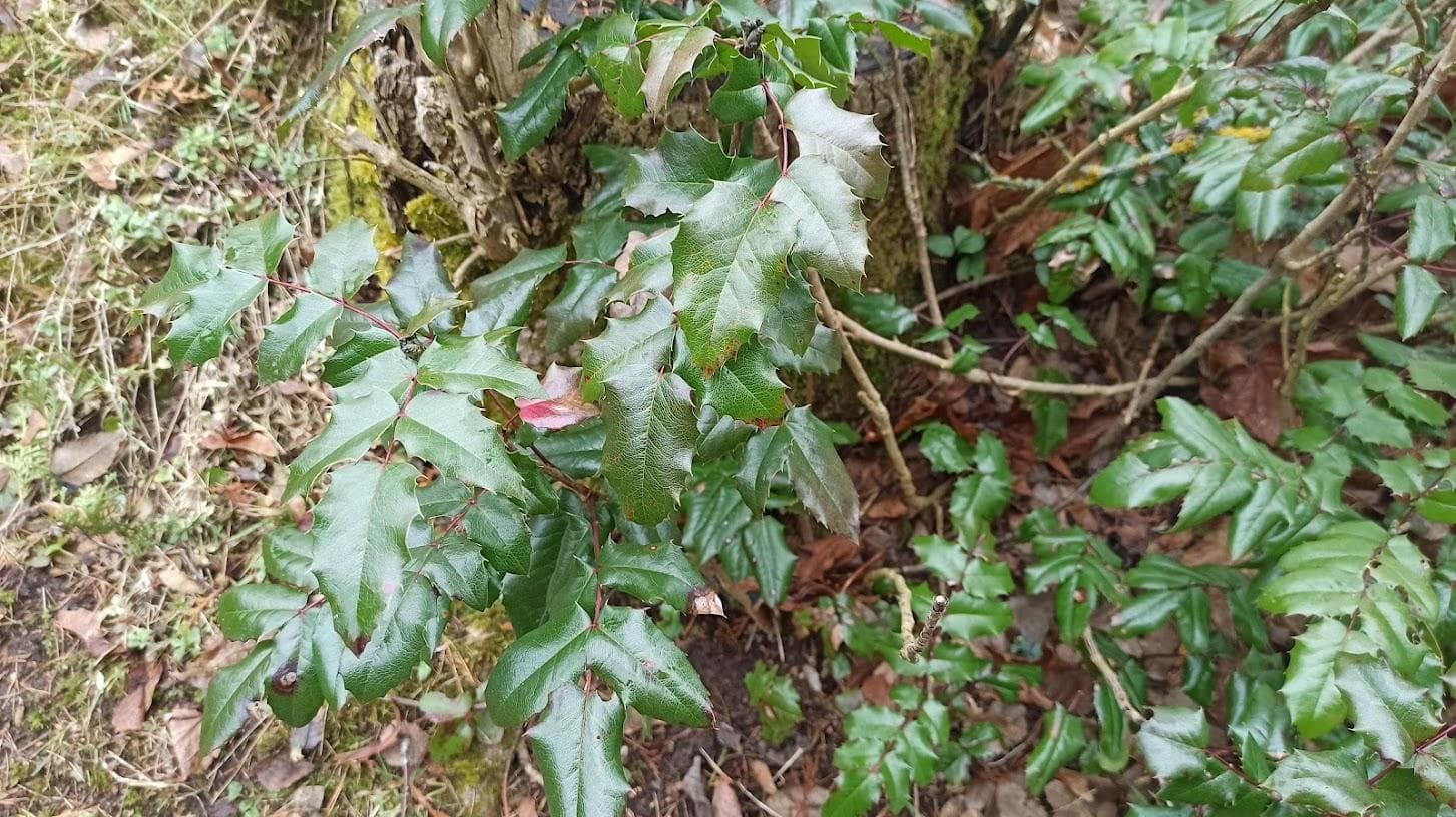 Магония падуболистная (Mahonia aquifolium)