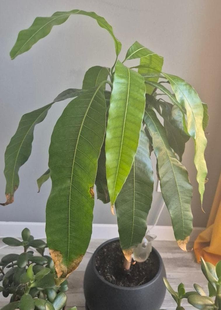 Манго индийское (Mangifera indica)