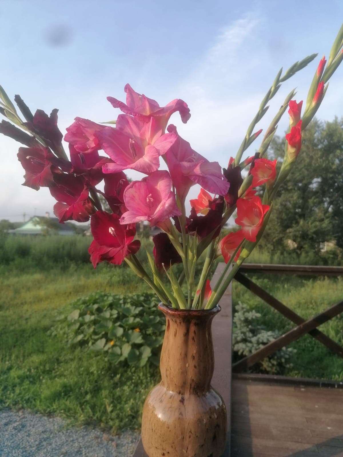 Гладиолусы нуждаются в опоре