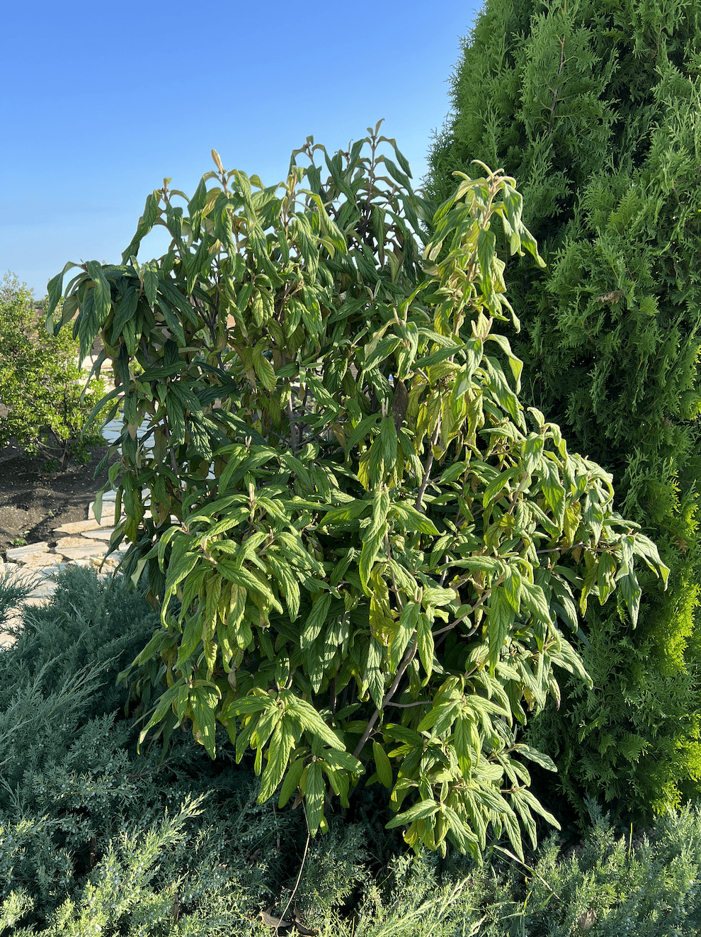 Калина морщинистолистная (Viburnum rhytidophyllum)