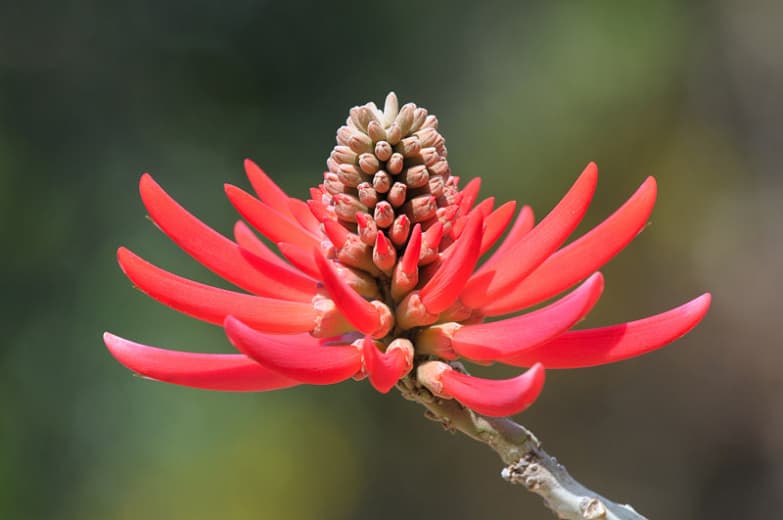 Erythrina coralloides (Голое коралловое дерево)