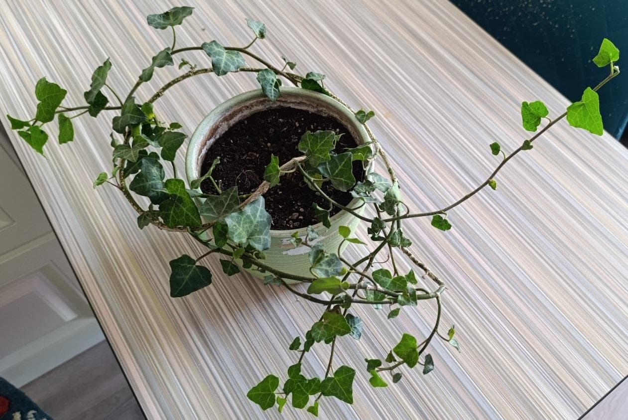 Плющ ирландский (Hedera hibernica)