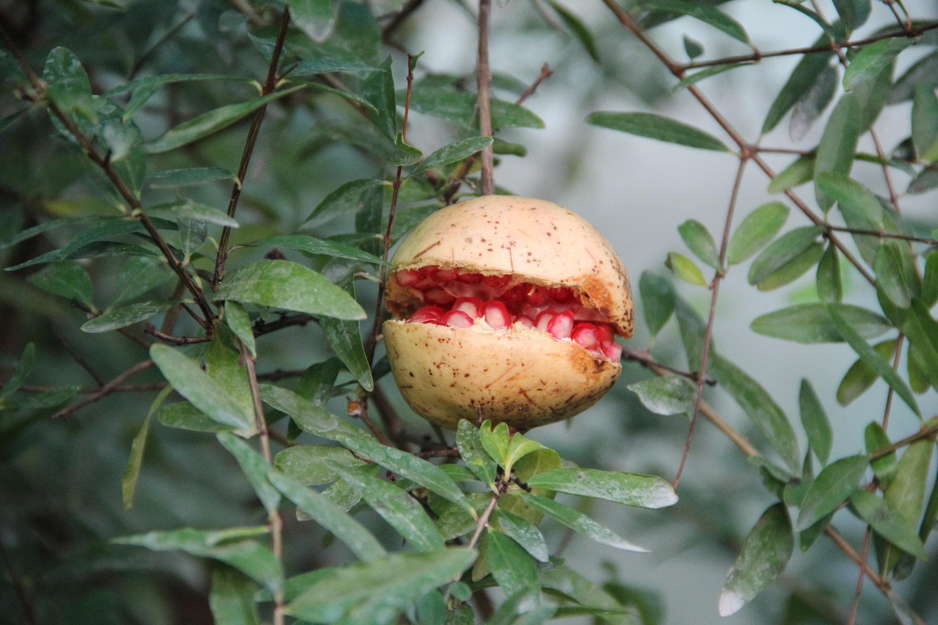 Punica granatum var. нана (карликовый гранат)