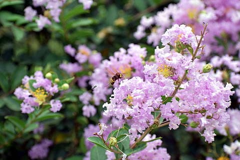 Лагерстремия "Early Bird Lavender"