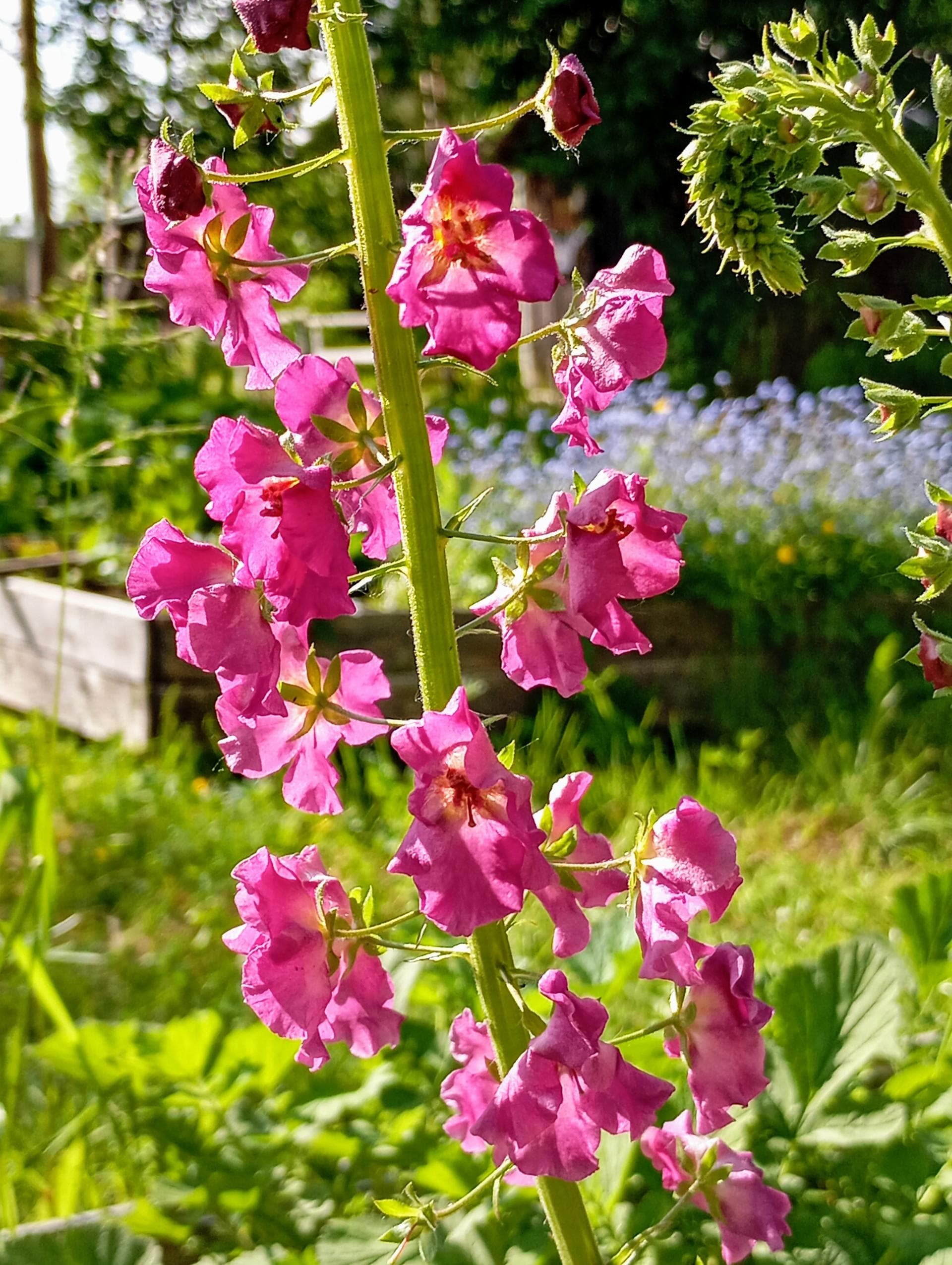 Коровяк