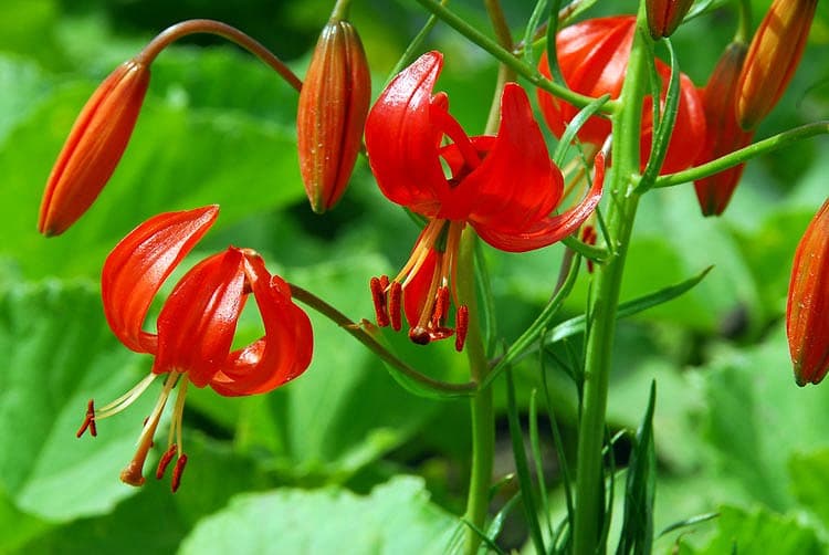 Lilium pumilum (Коралловая лилия)