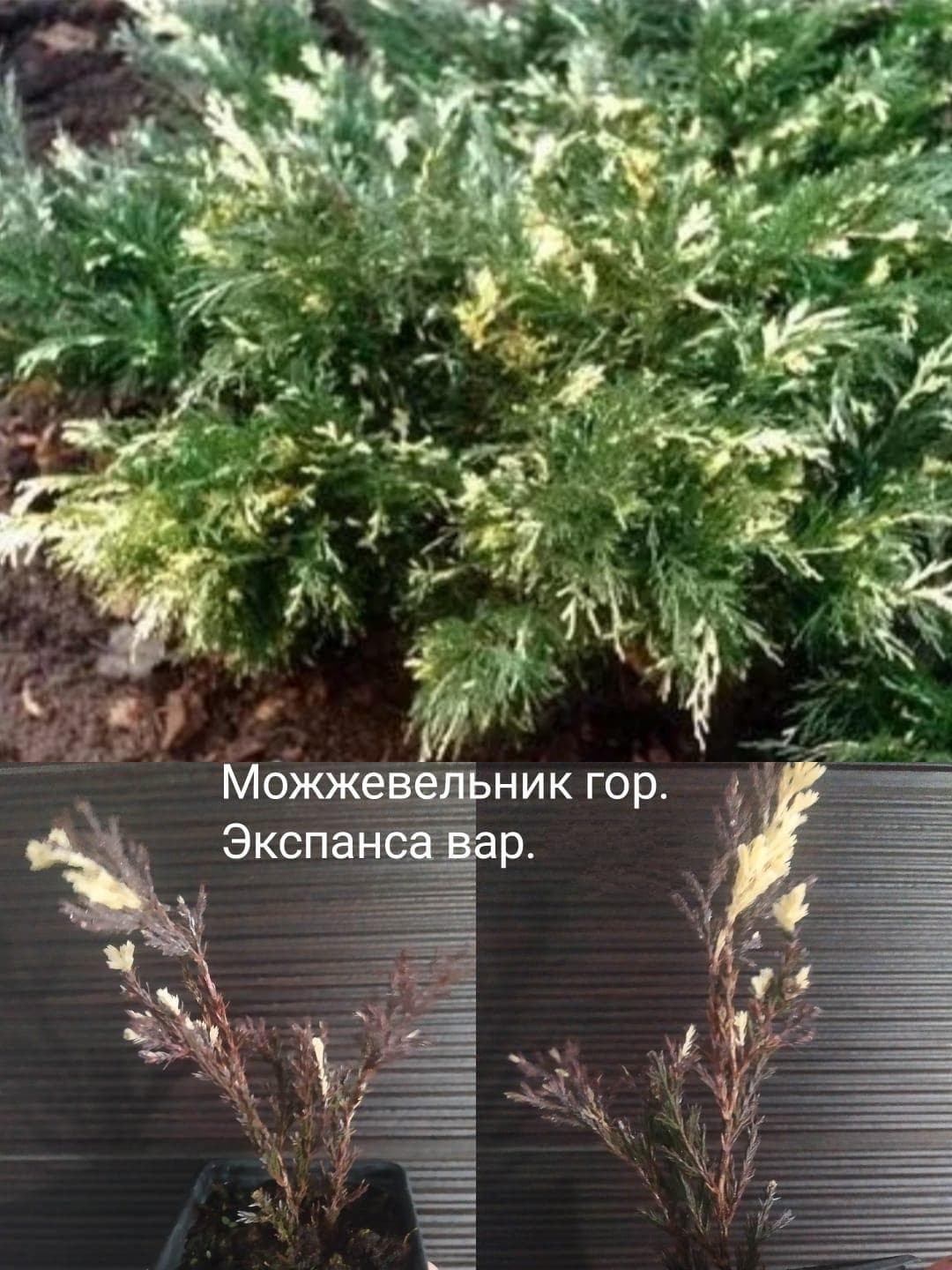 Можжевельник китайский Экспанса вариегатный