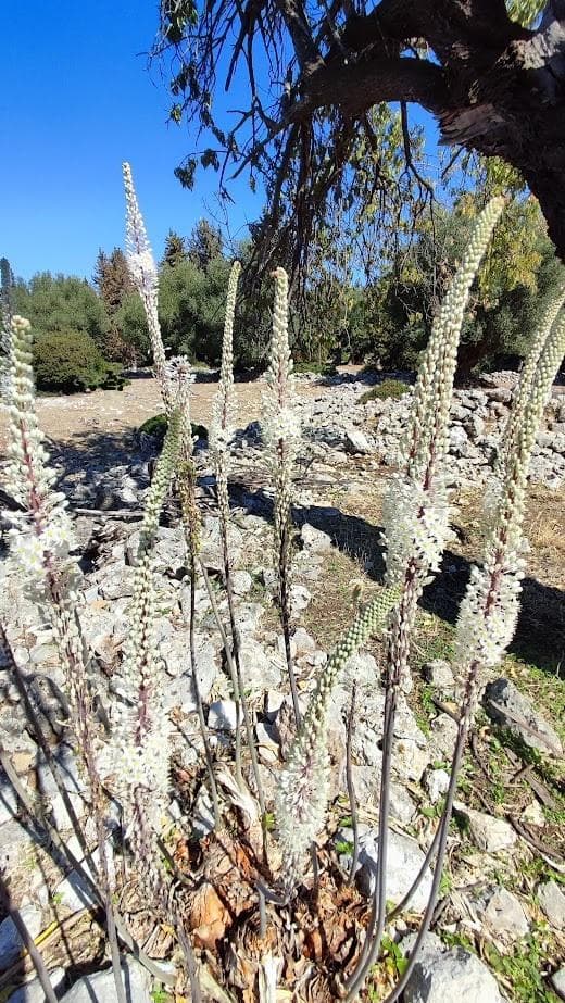 Морской лук (или Urginea maritima, или Drimia maritima)