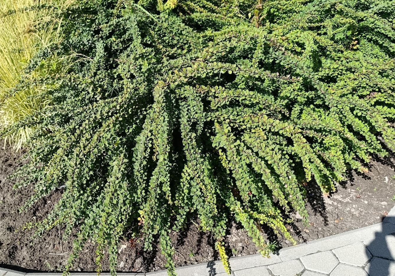 Барбарис Тунберга Green Carpet (Bеrberis thunbergii)