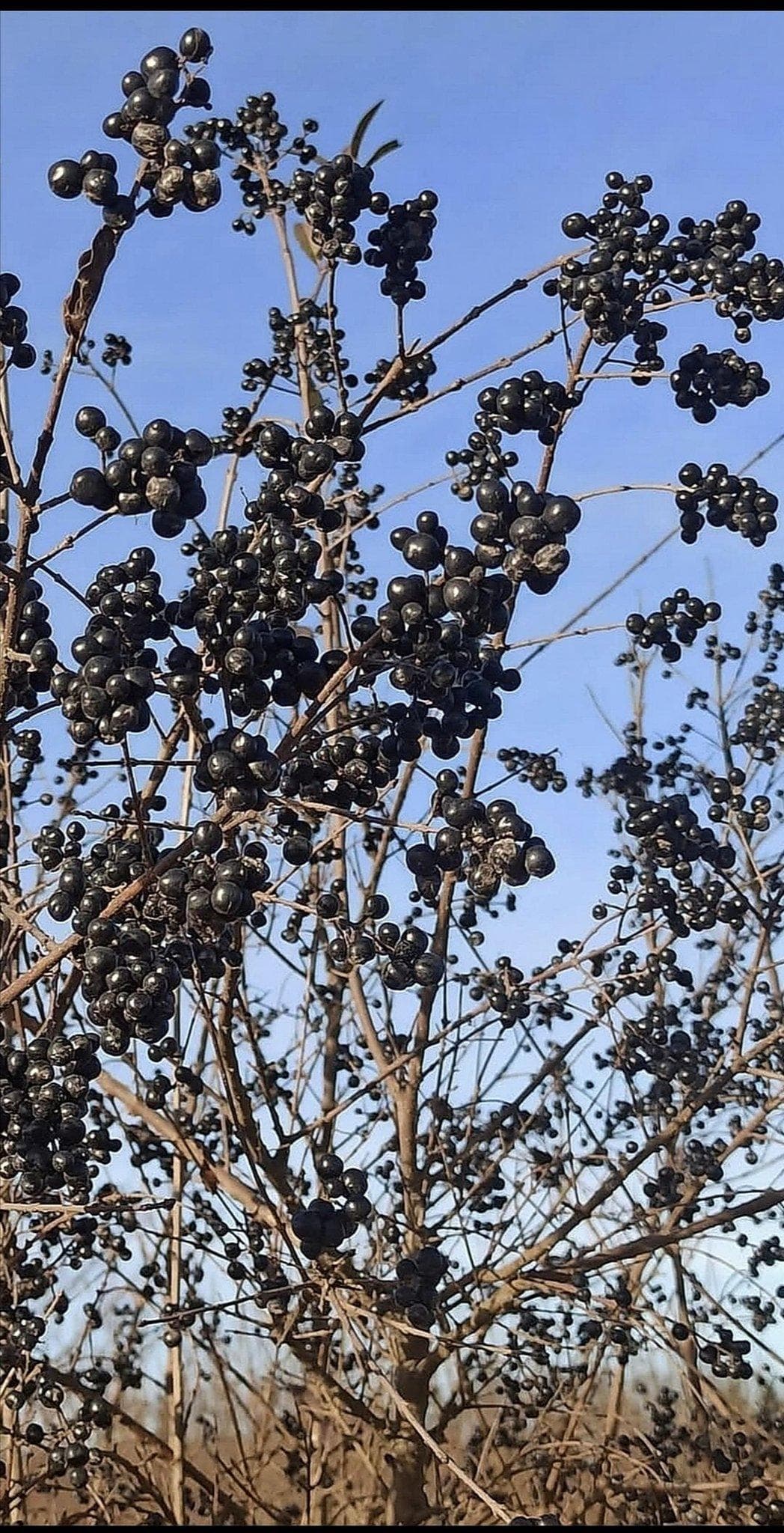 Бирючина обыкновенная (Ligustrum vulgare)