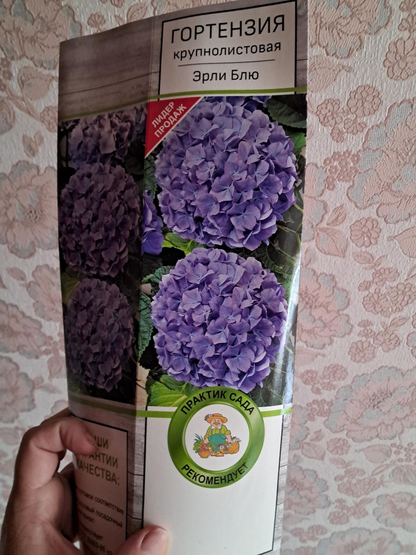 Гортензия Эрли Блю