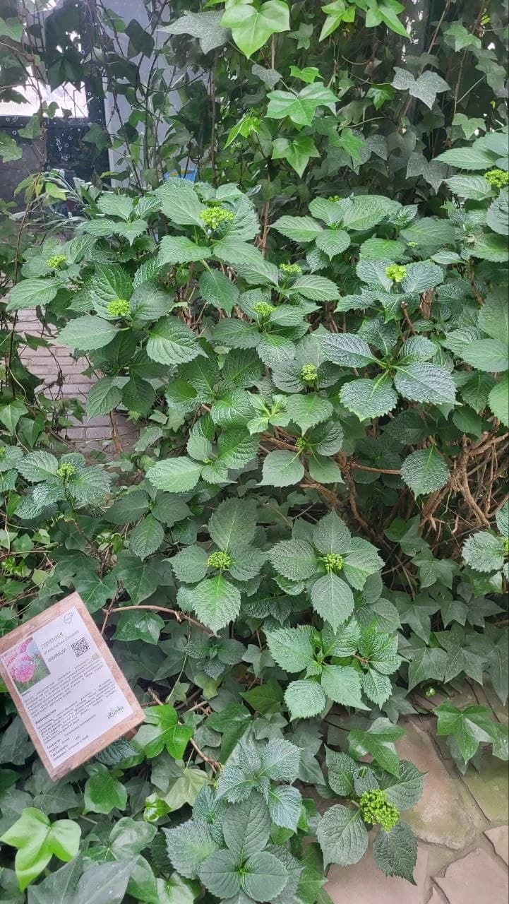 Гортензия перешла от набора листвы к подготовке к цветению