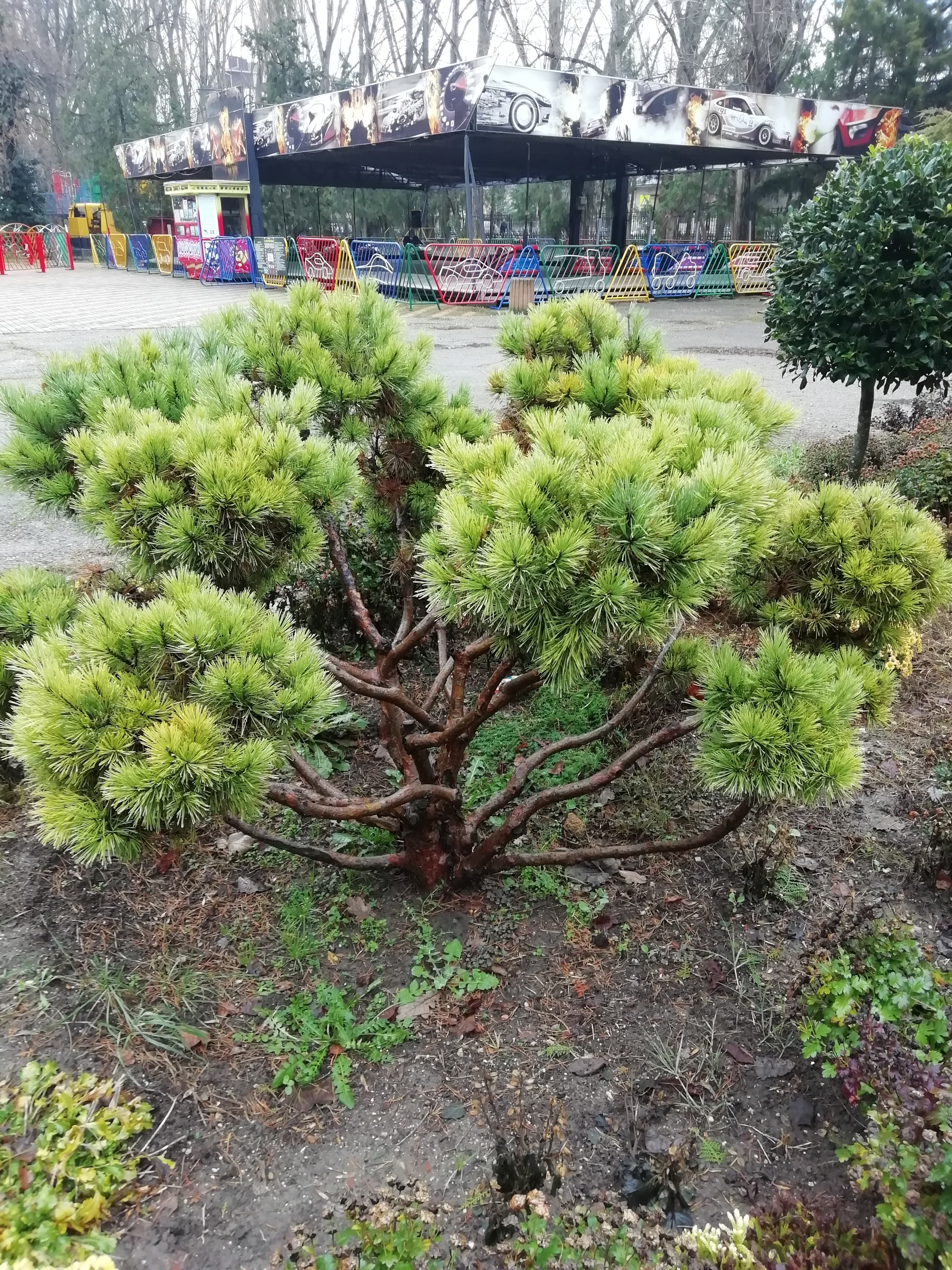 Ниваки для сада в японском стиле.