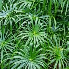 Циперус (лат. Cyperus)