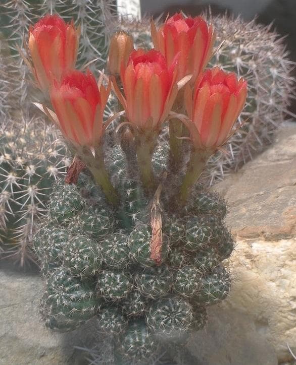 Кактус Ребуция (REBUTIA pygmaea)