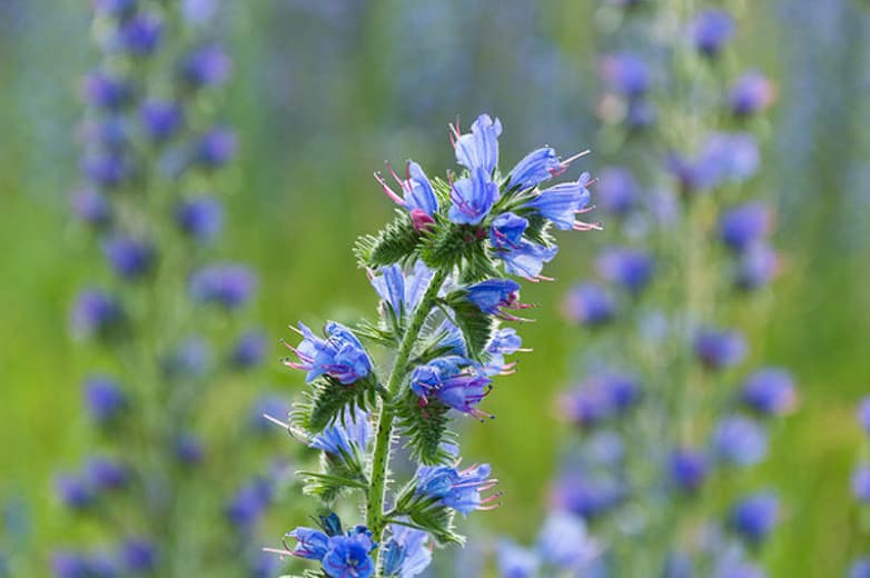 Echium vulgare (Змеиный бугорок)