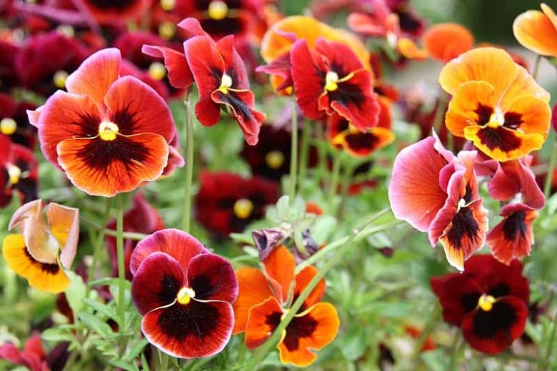 Viola x wittrockiana (Анютины глазки)