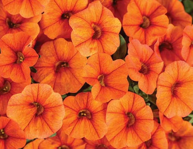 Calibrachoa 'Superbells Dreamsicle' 