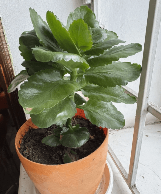 Каланхоэ Блоссфельда (Kalanchoe blossfeldiana)