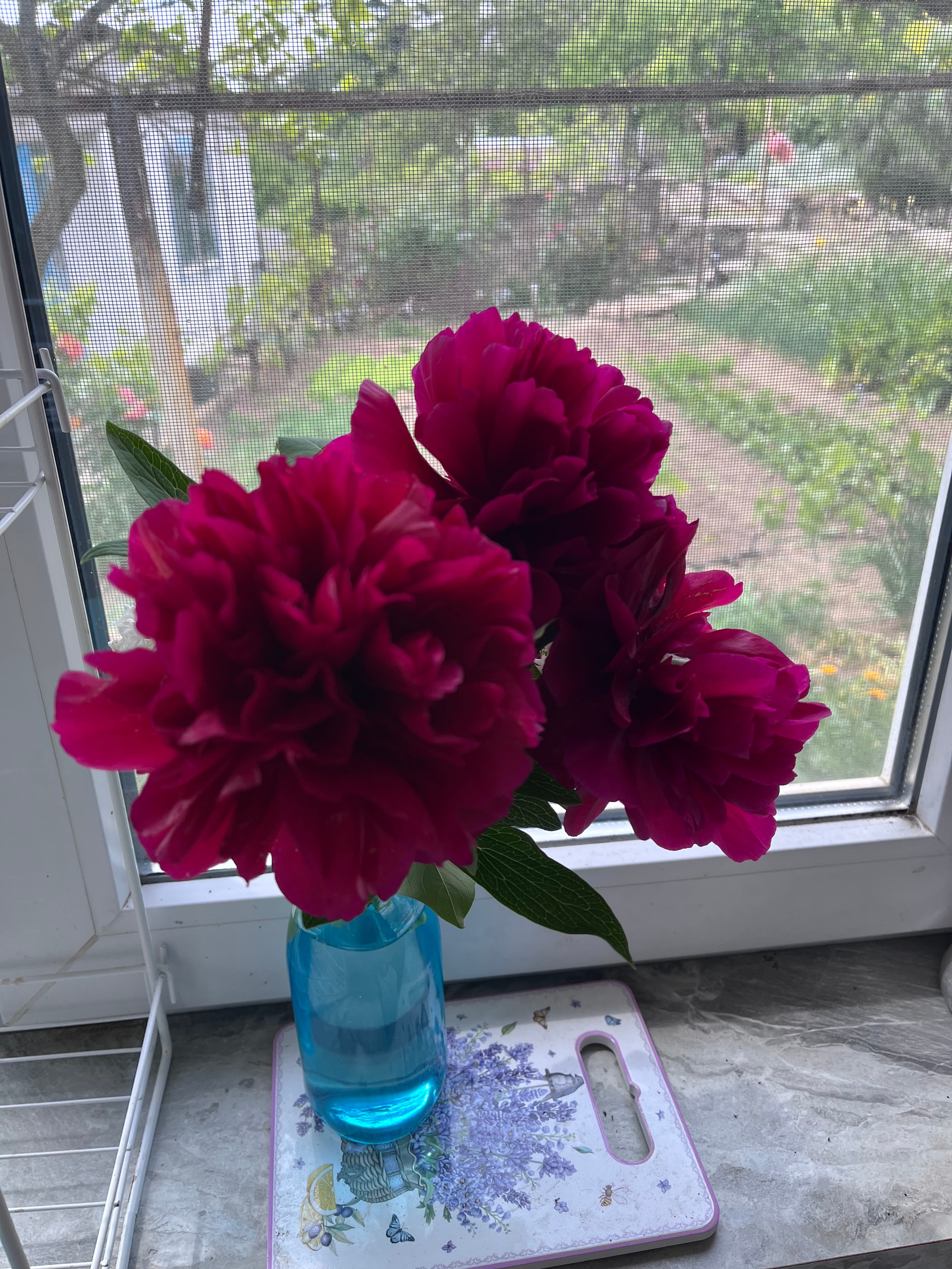 Пион и секрет его пересадки