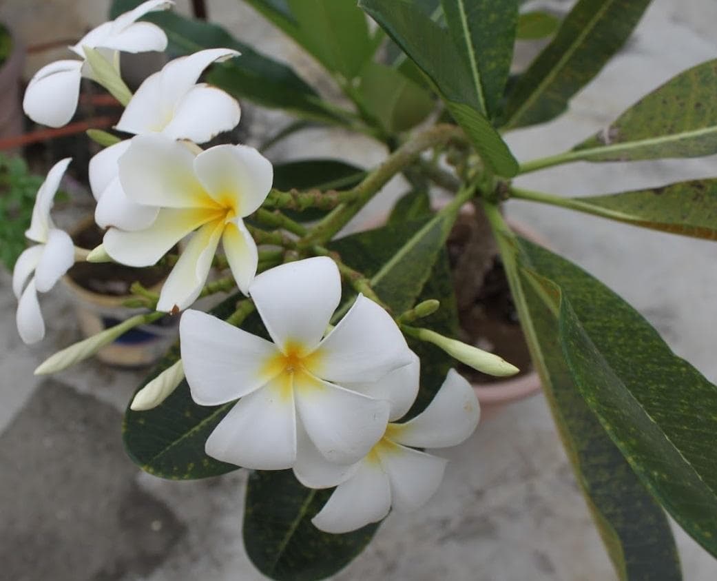 Плюмерия тупая (Сингапурская Плюмерия, лат. Plumeria obtusa)