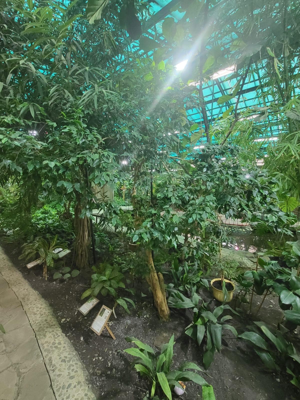 Фикус Бенжамина Даниэль